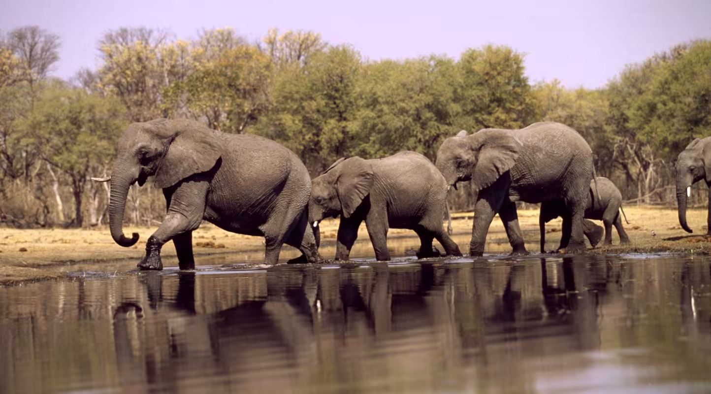 Le Big Data à la rescousse des éléphants 
