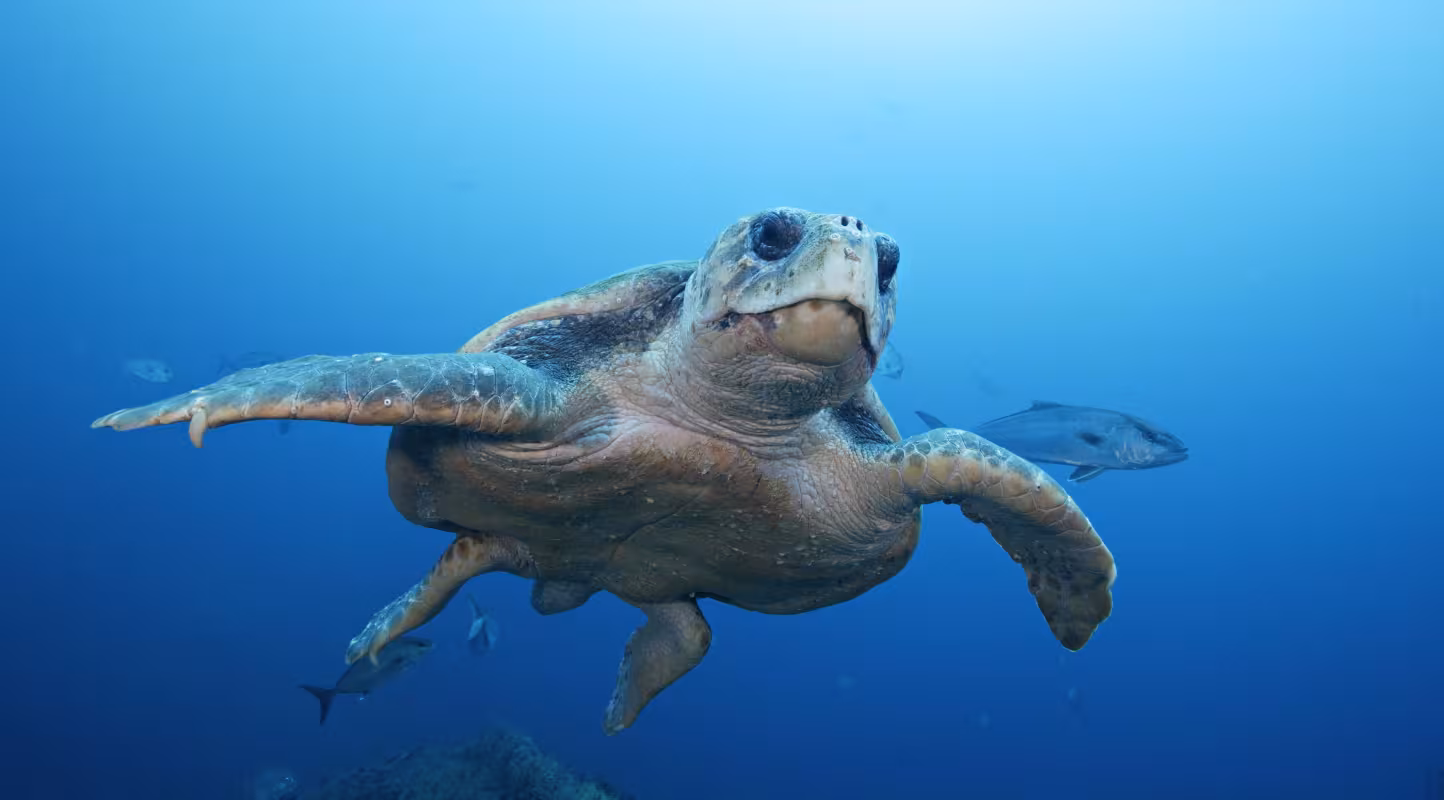 Règlement du Jeu Concours WWF - #WWF360 épisode 1
