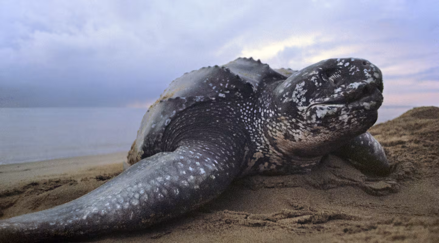 Coup de pouce pour les tortues luths