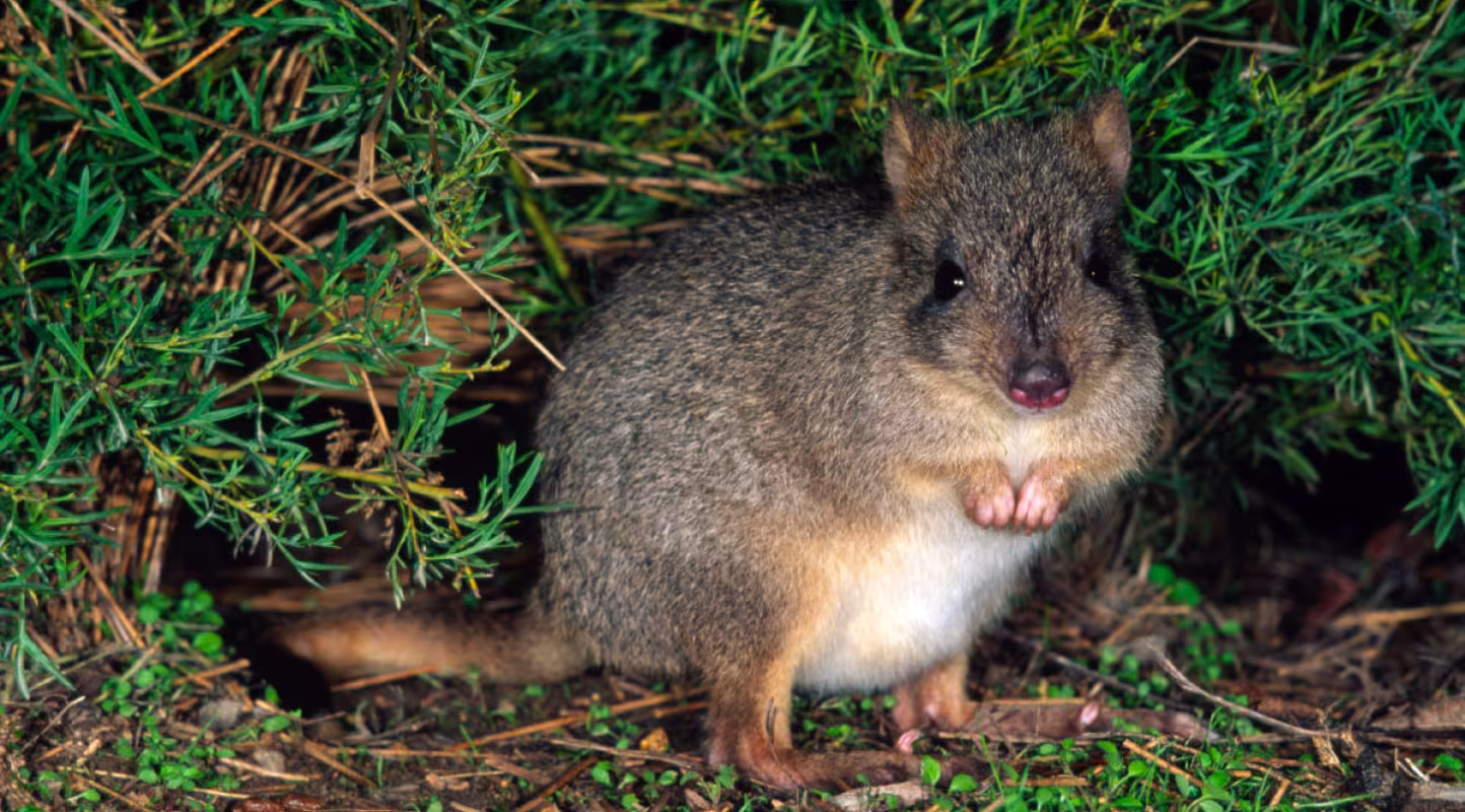 En Australie, le woylie se réinstalle