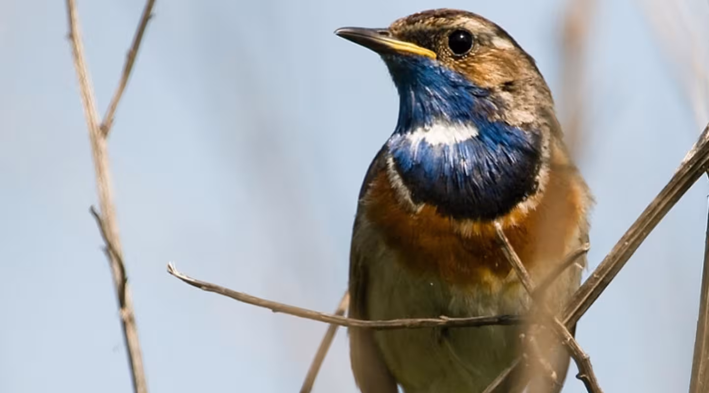 Un port industriel se mue en paradis pour oiseaux
