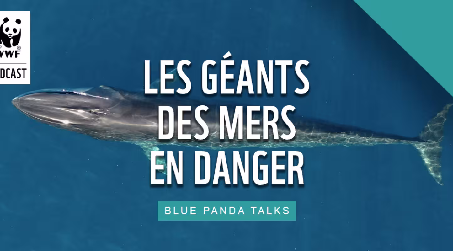 Episode 1, Les géants des mers en danger