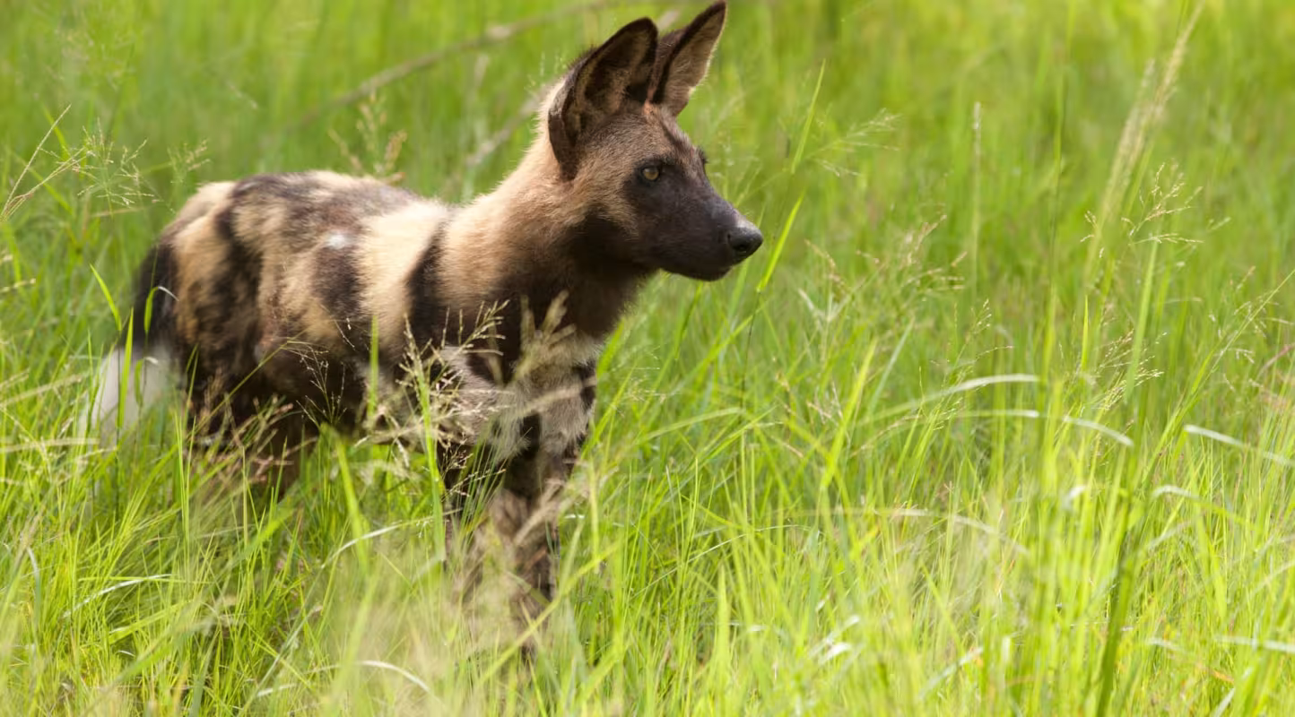 Le lycaon reprend sa place dans la savane !