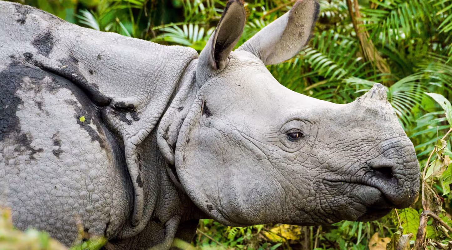 Au Népal, le rhinocéros remonte la pente