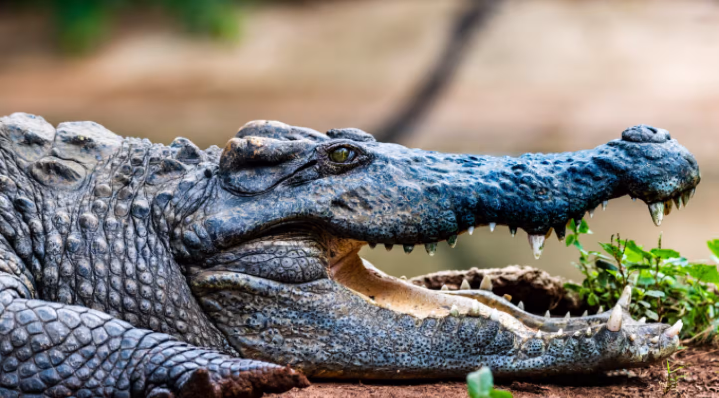 Le crocodile du Siam refait surface