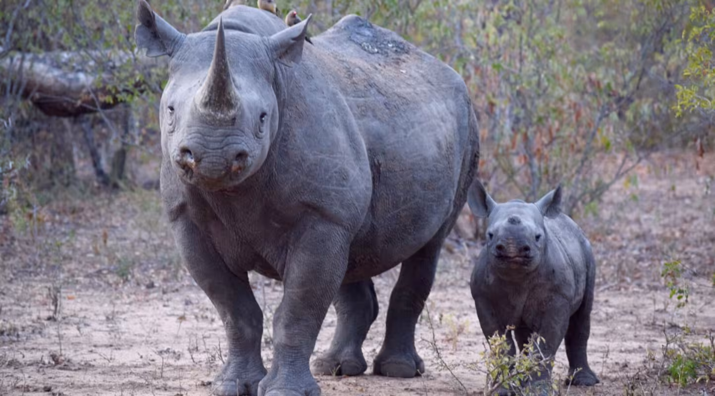 Le rhino noir reprend des couleurs