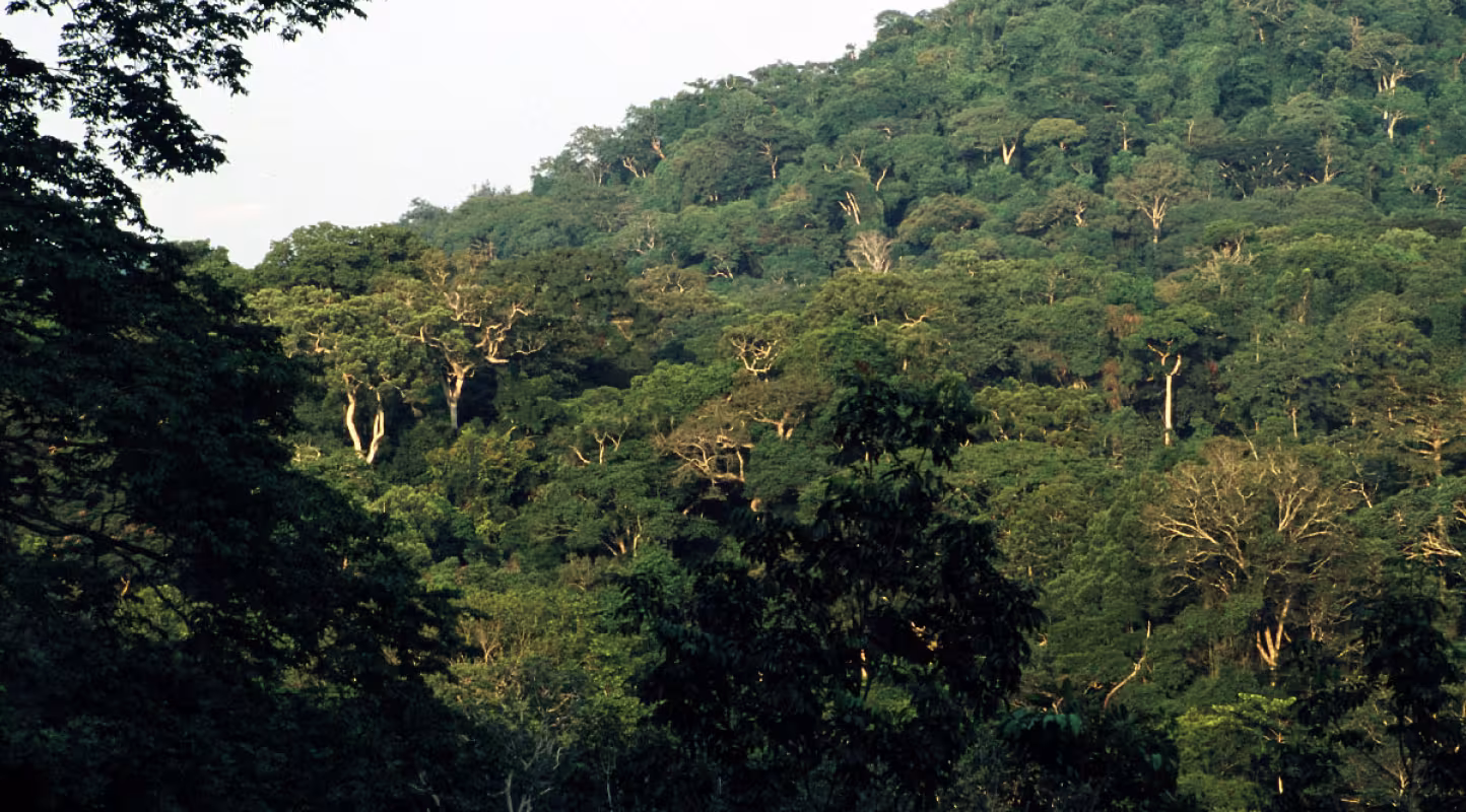 Le FSC fait croître la biodiversité