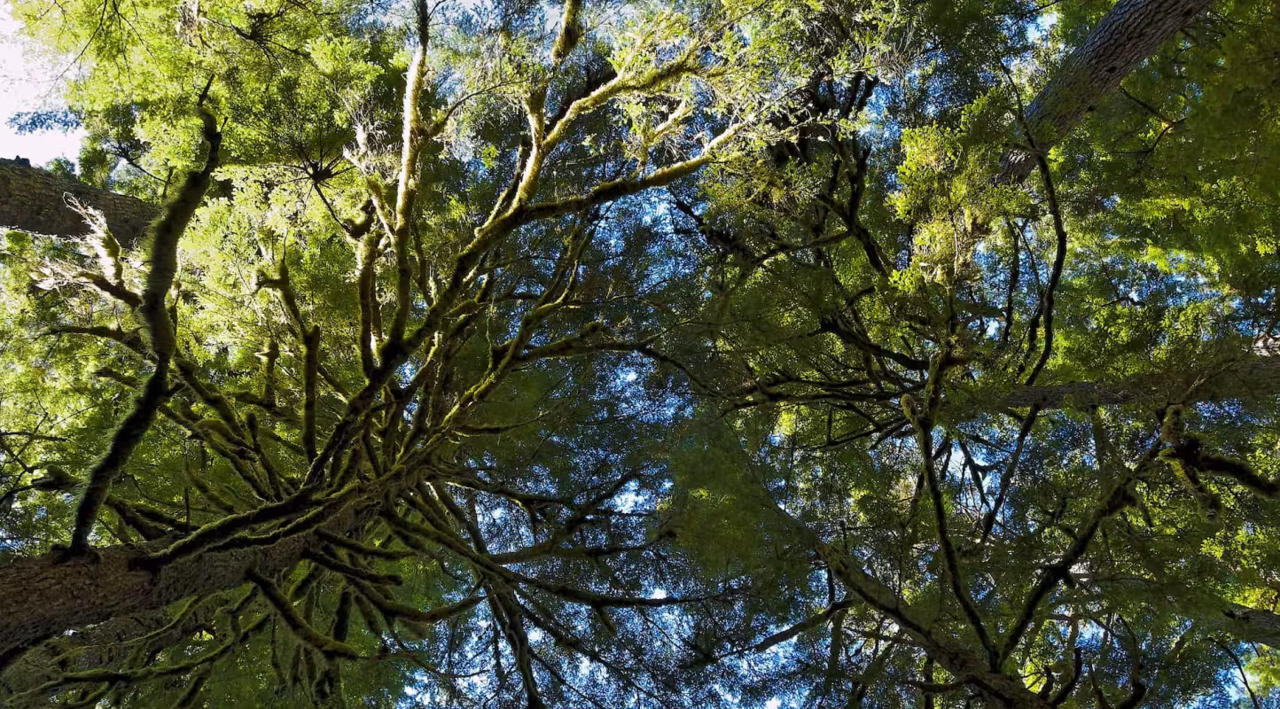 L’arbre, une nouvelle arme contre le feu ?