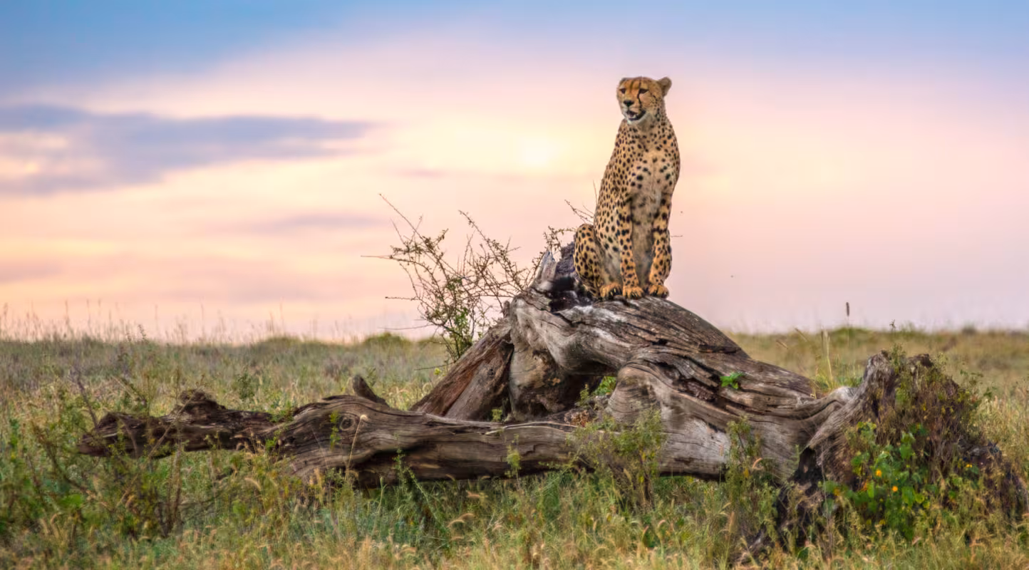 Guépard sous haute surveillance