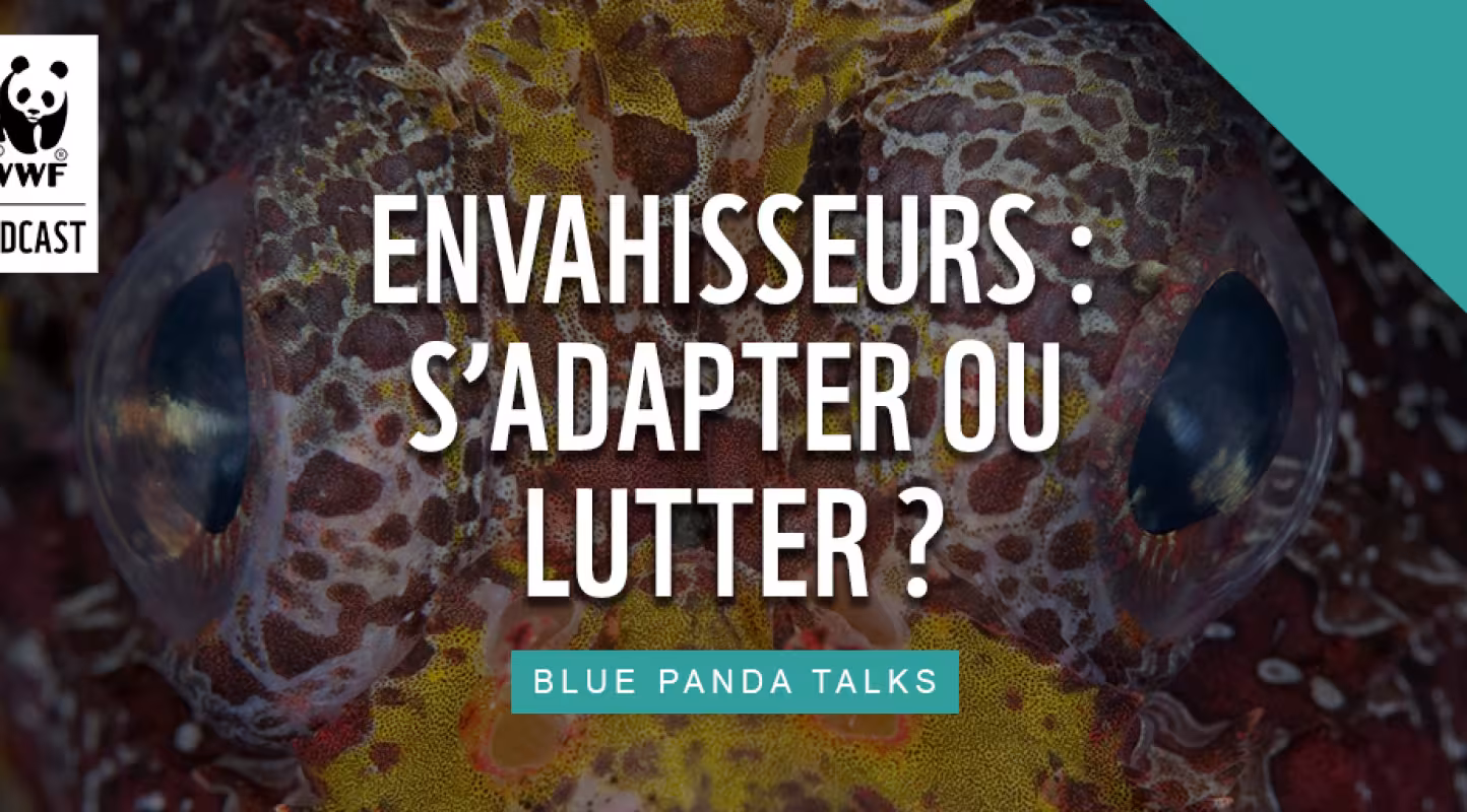 Épisode 3, Envahisseurs : s’adapter ou lutter ?