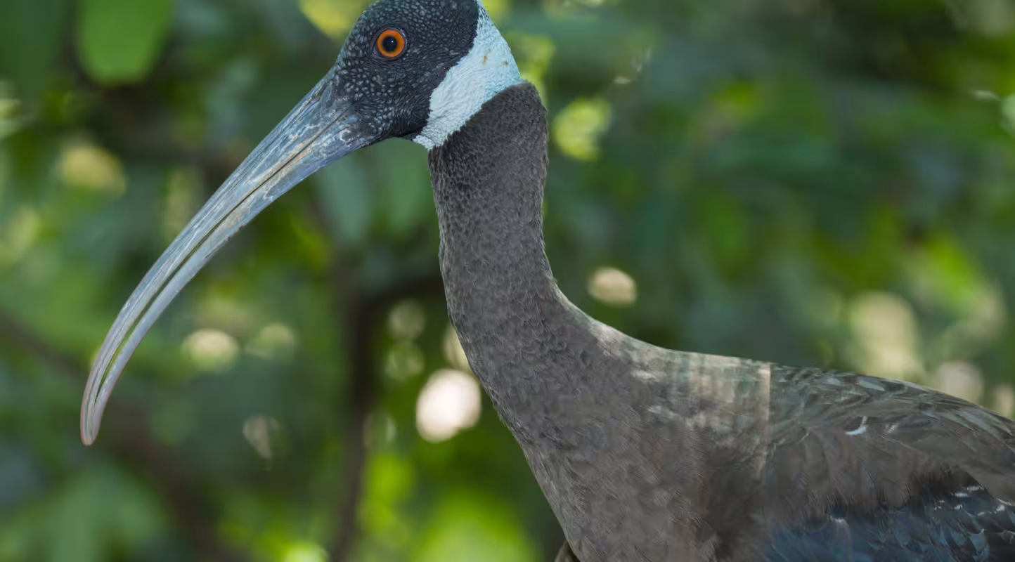 Ibis de Davison, ses effectifs s’envolent