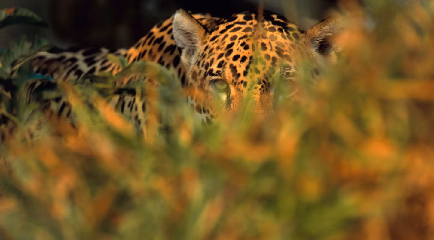Bolivie : le jaguar renait de ses cendres 