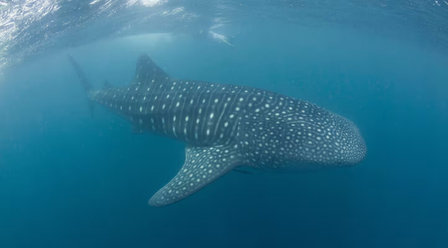 Le requin des Philippines s’offre un sursis