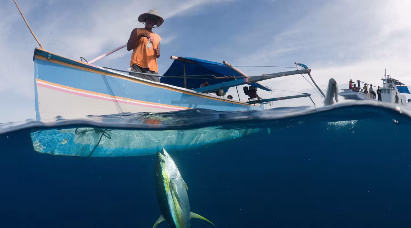 Philippines : la pêche au thon se bonifie