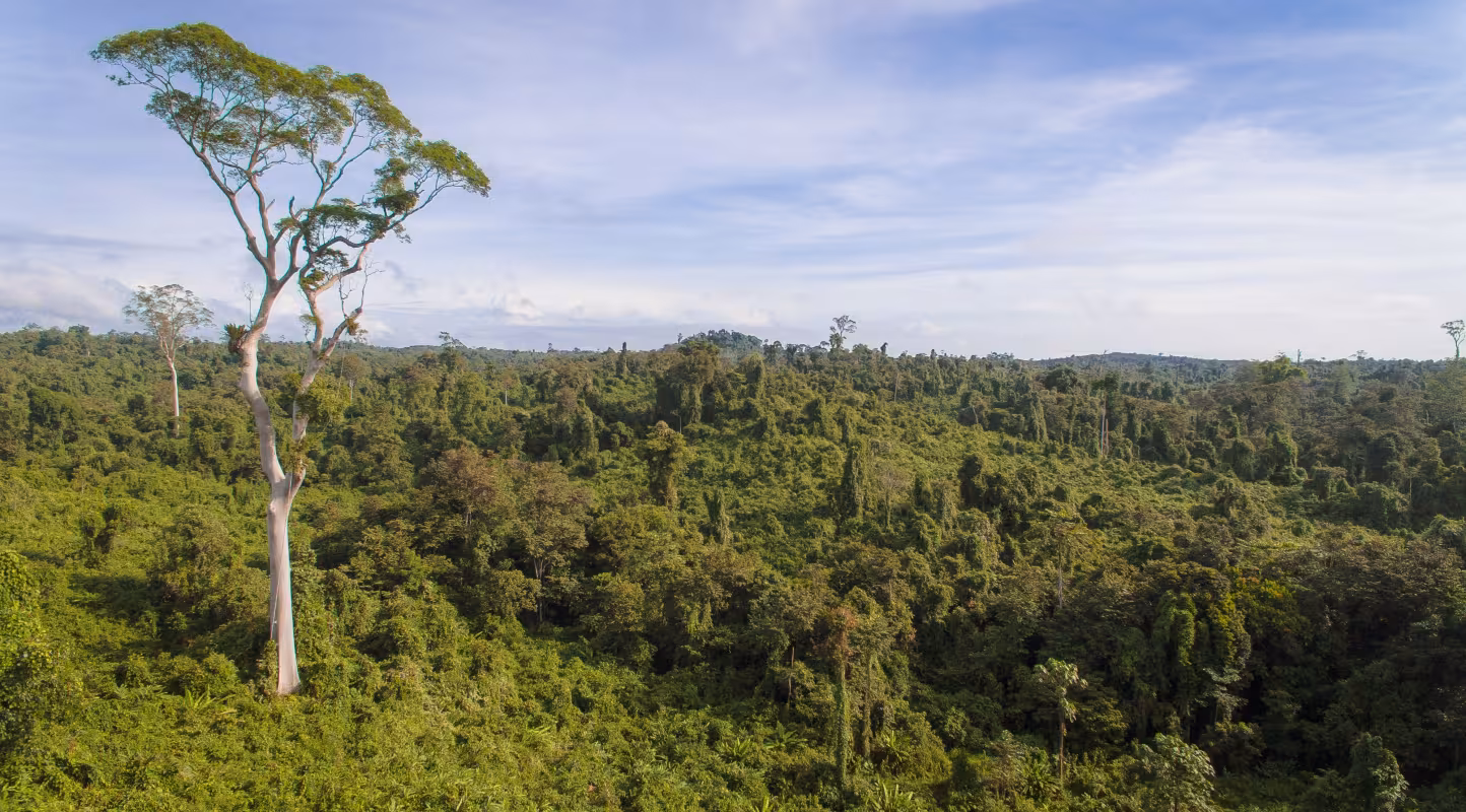 Seconde chance pour les orangs-outans de Bornéo