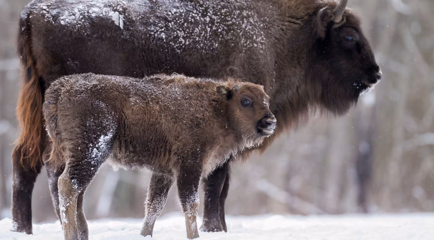 Le bison revient dans les Carpates
