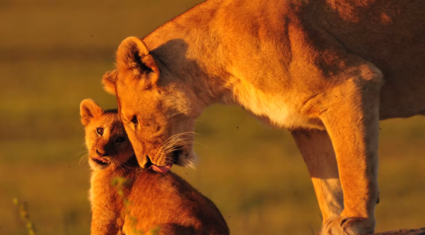 Faire la paix avec les lions