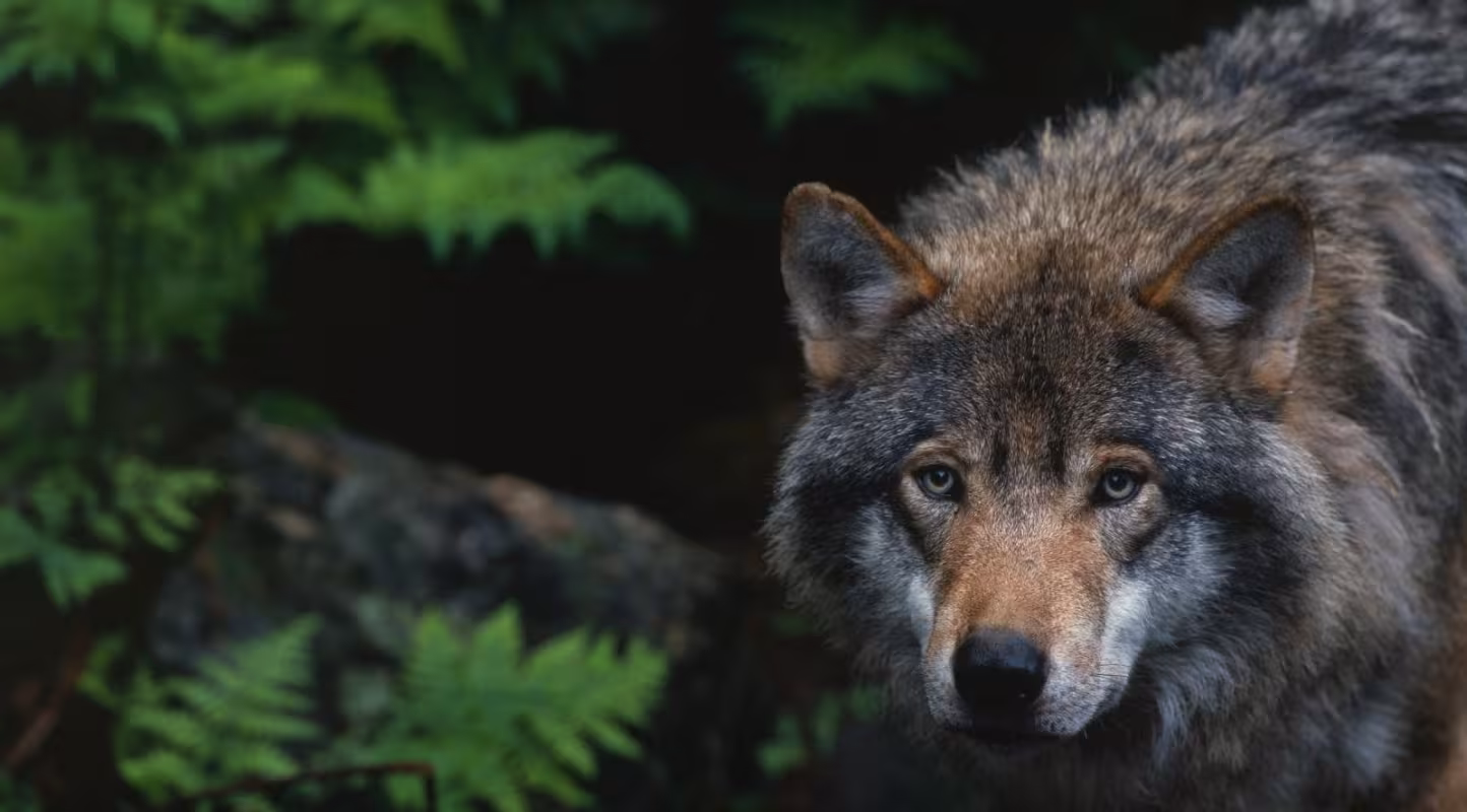 La chasse au loup interdite en Espagne