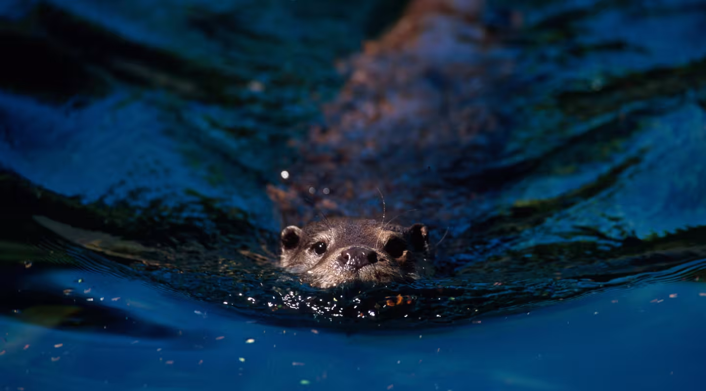 La loutre revient en Wallonie