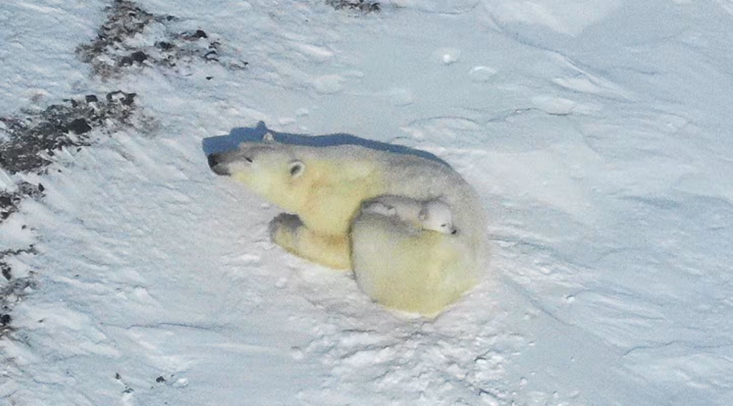 La technologie à la rescousse des ours polaires