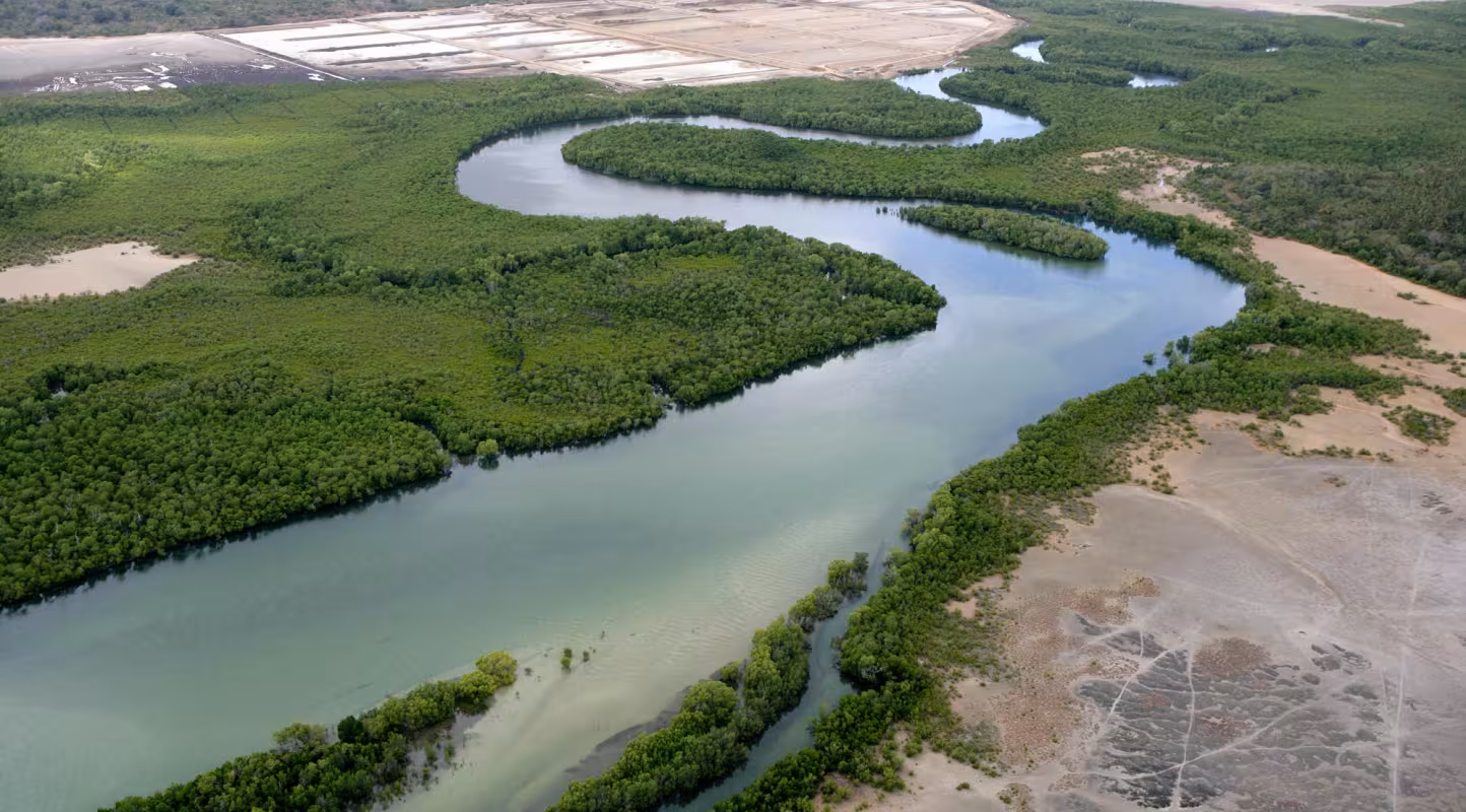 Des drones à la rescousse des mangroves