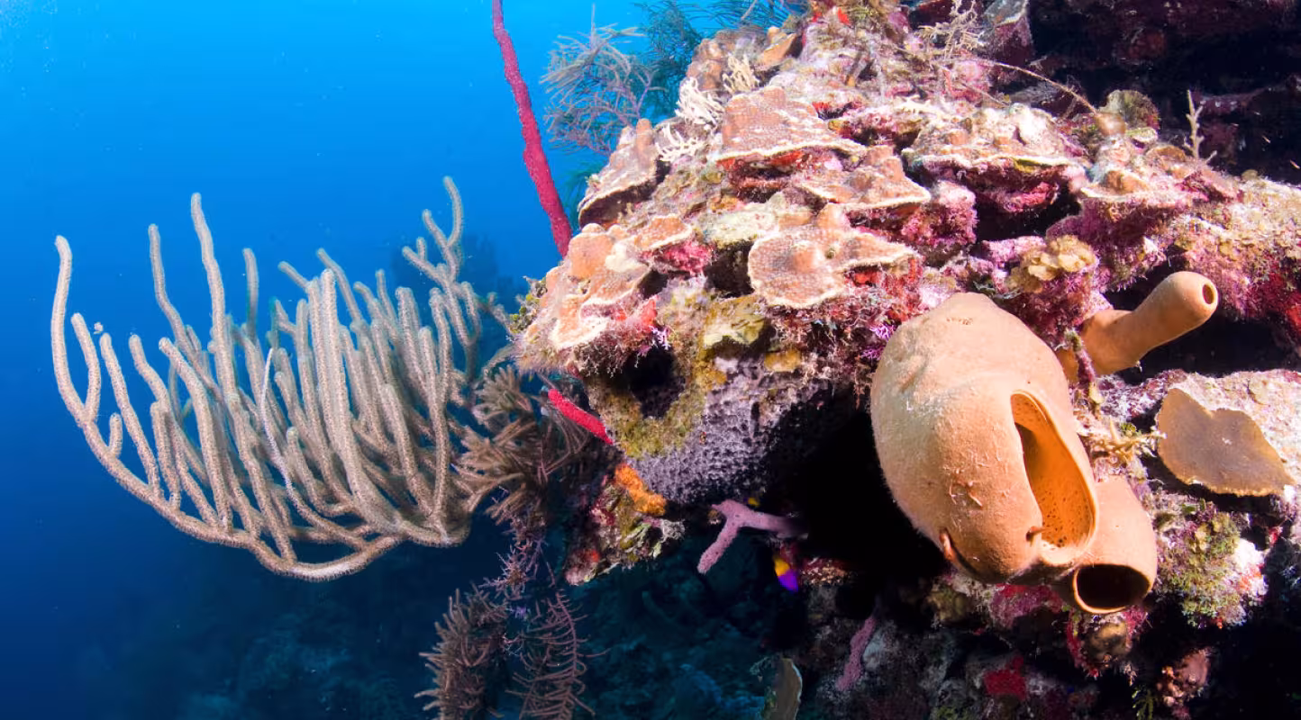 La grande barrière de corail s’offre un répit