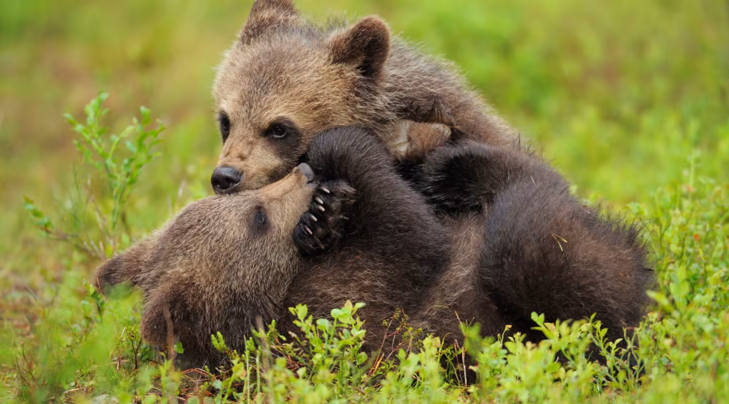 Au secours des oursons bulgares