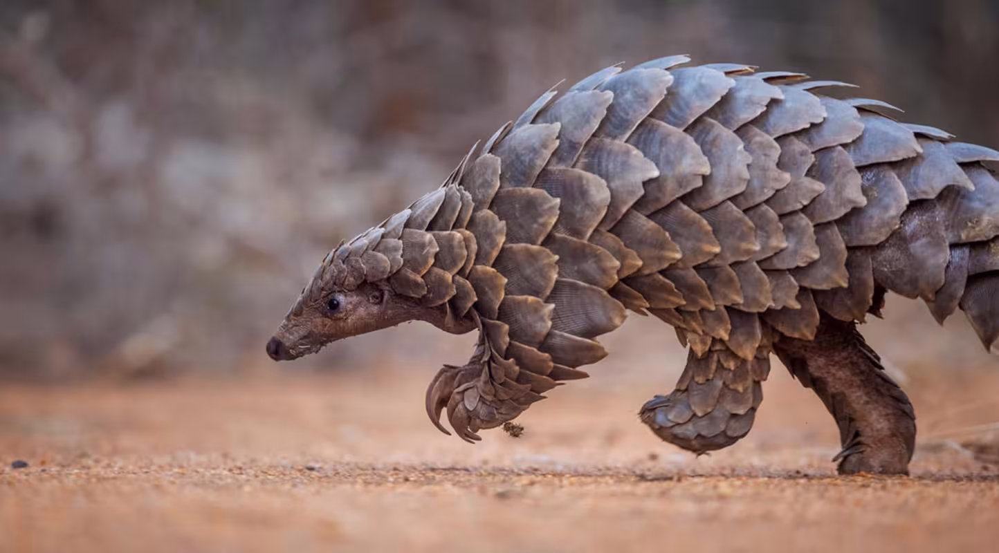 Panda, Pangolin, même combat !