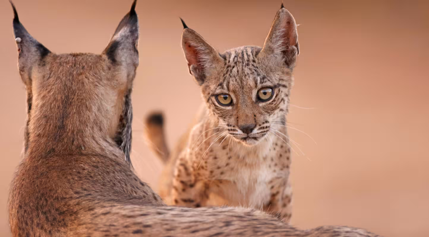 La population du lynx ibérique a décuplé