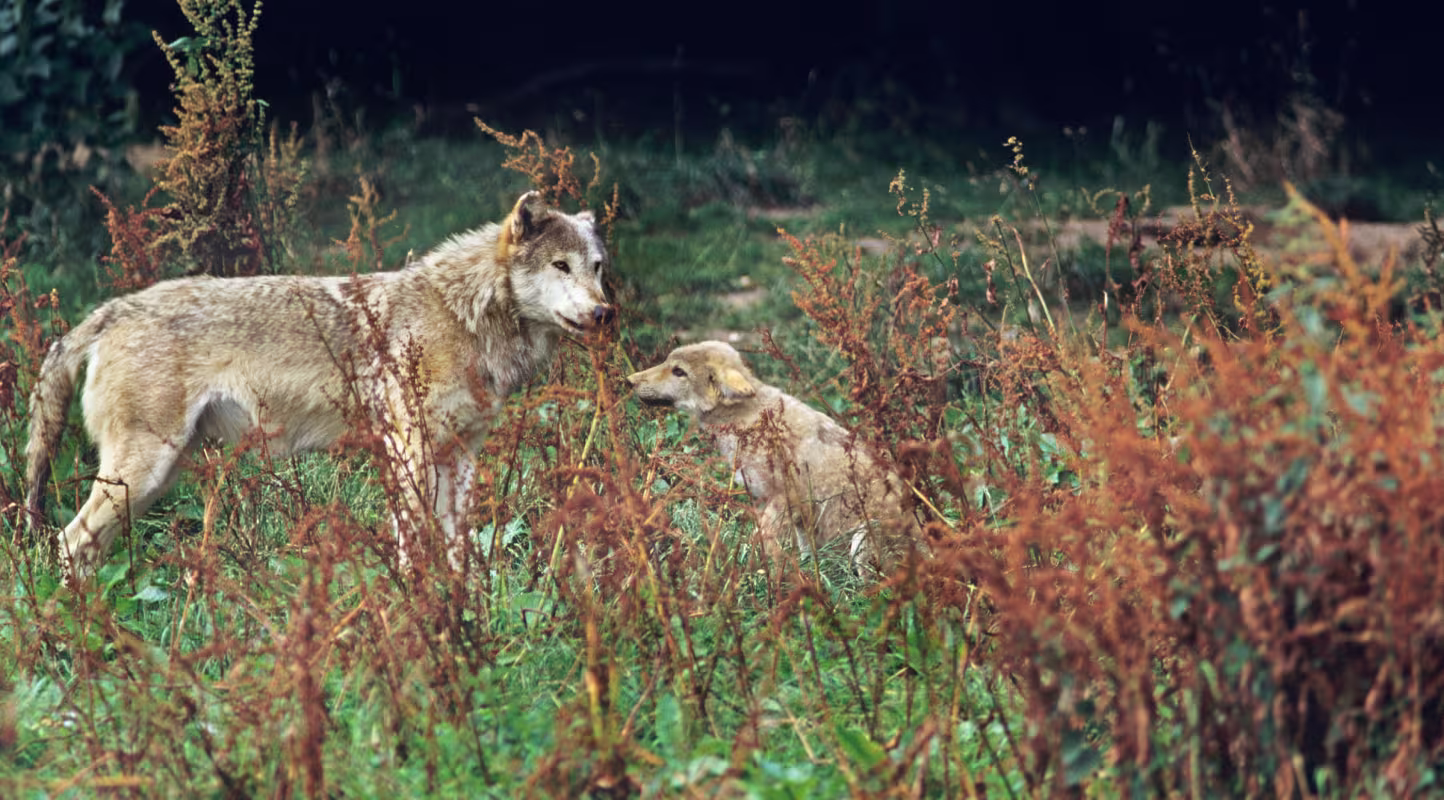En Belgique le loup reprend ses droits