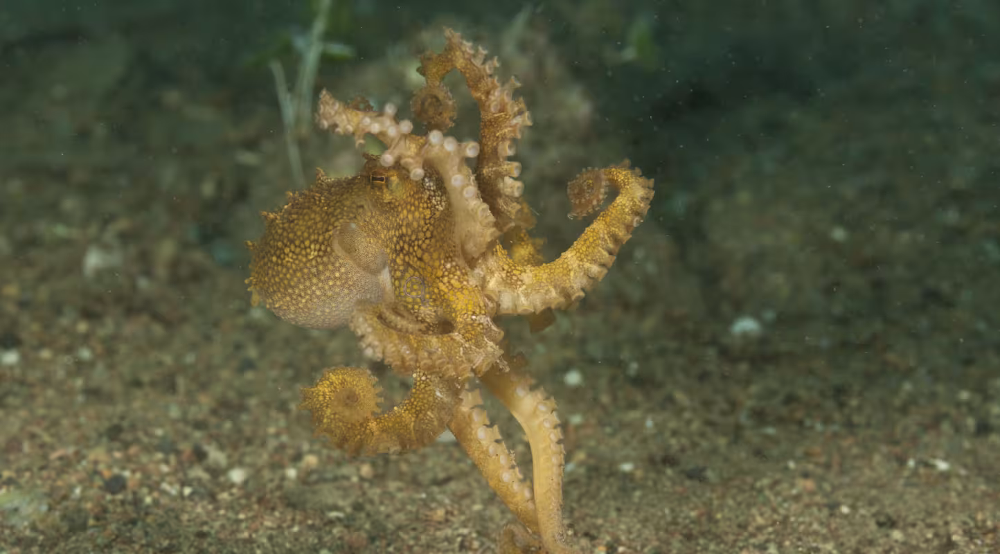 Madagascar : la pêche au poulpe s’améliore