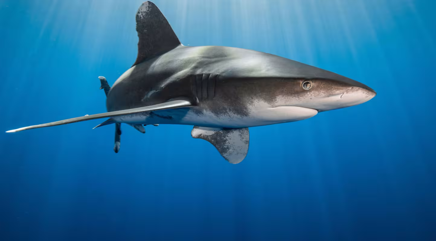 Requins : les grands vainqueurs de la CITES