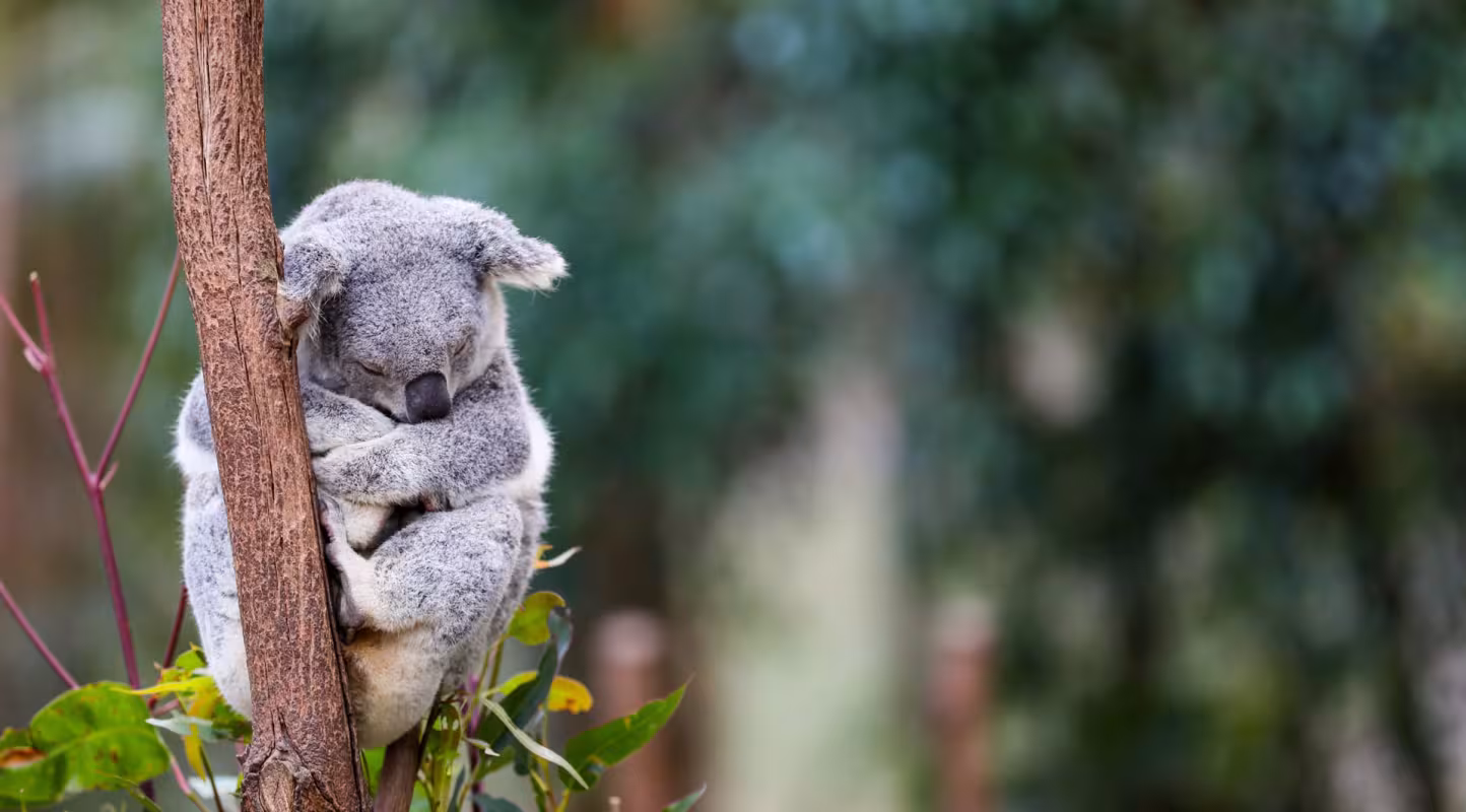 L'intelligence artificielle à la rescousse de la faune australienne