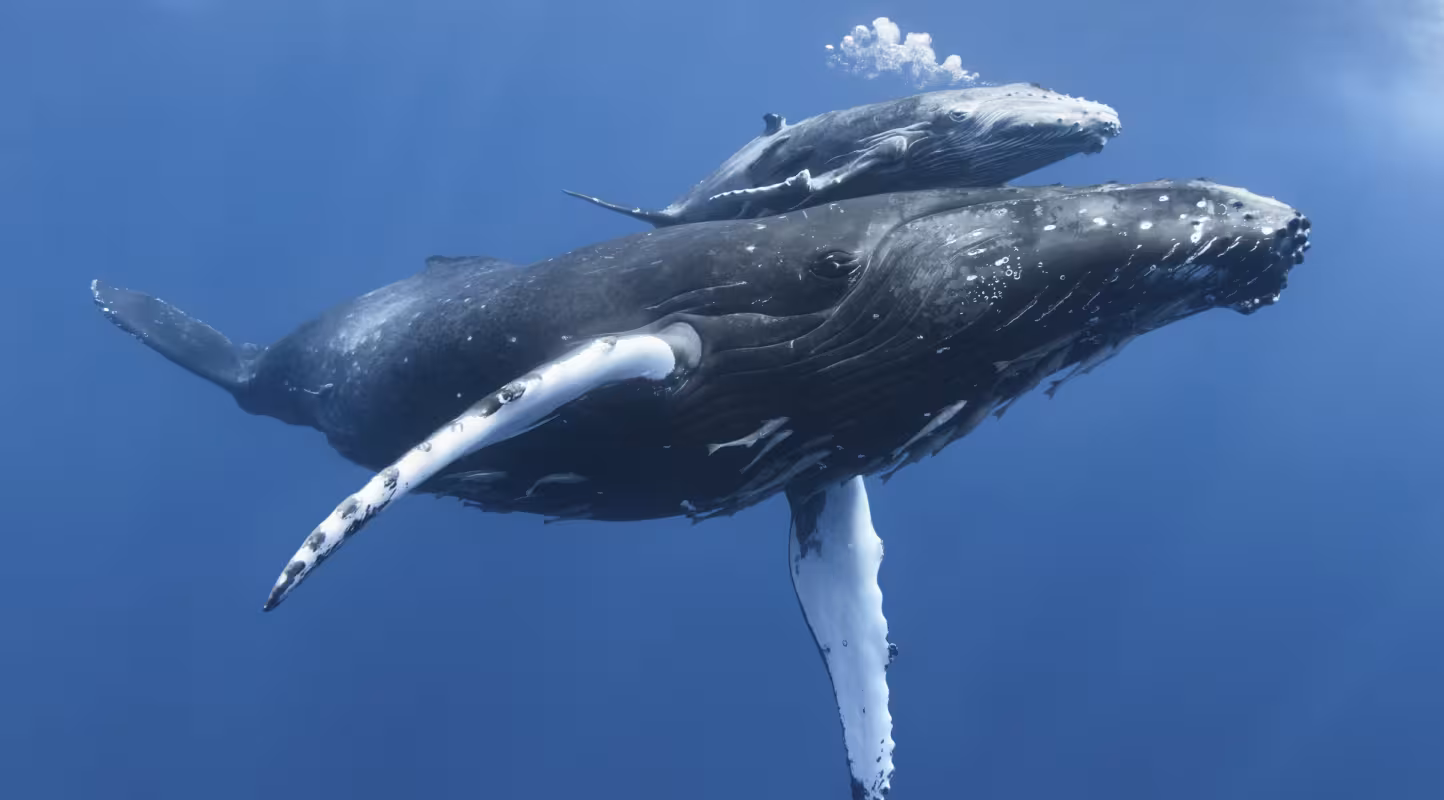 Les baleines en rémission