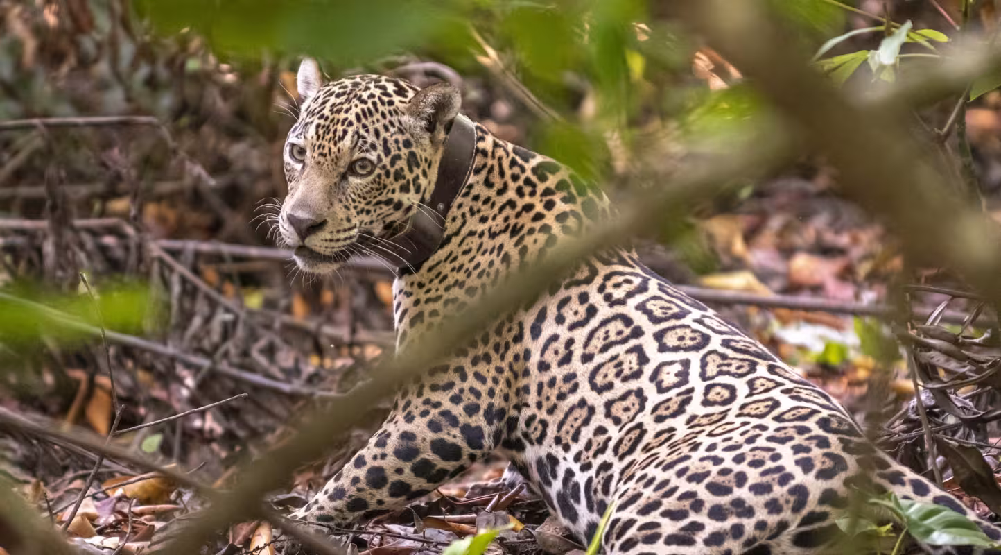 Nouvel élan pour le jaguar d'Amazonie
