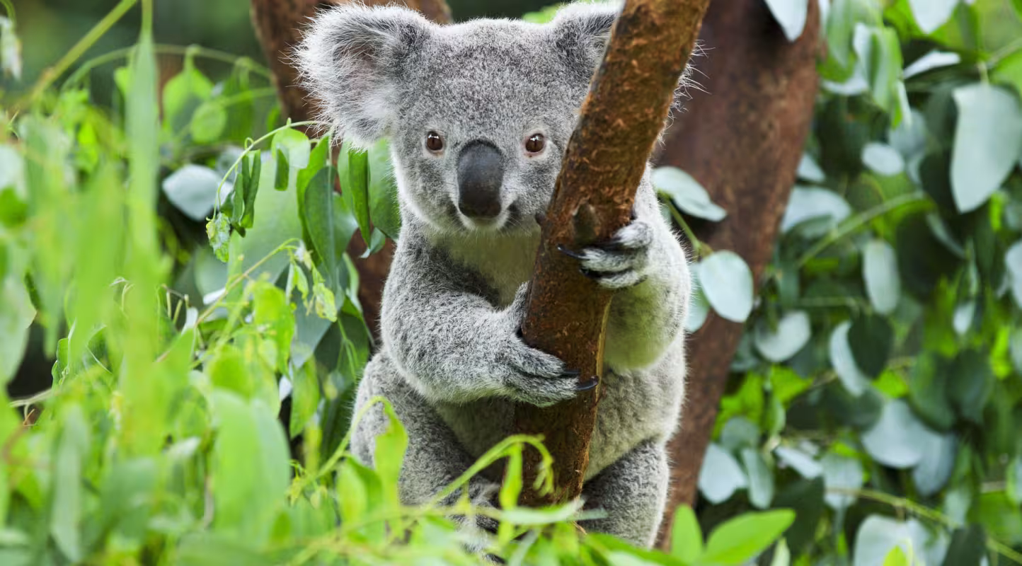 Australie : 2 milliards d’arbres d’ici 2030