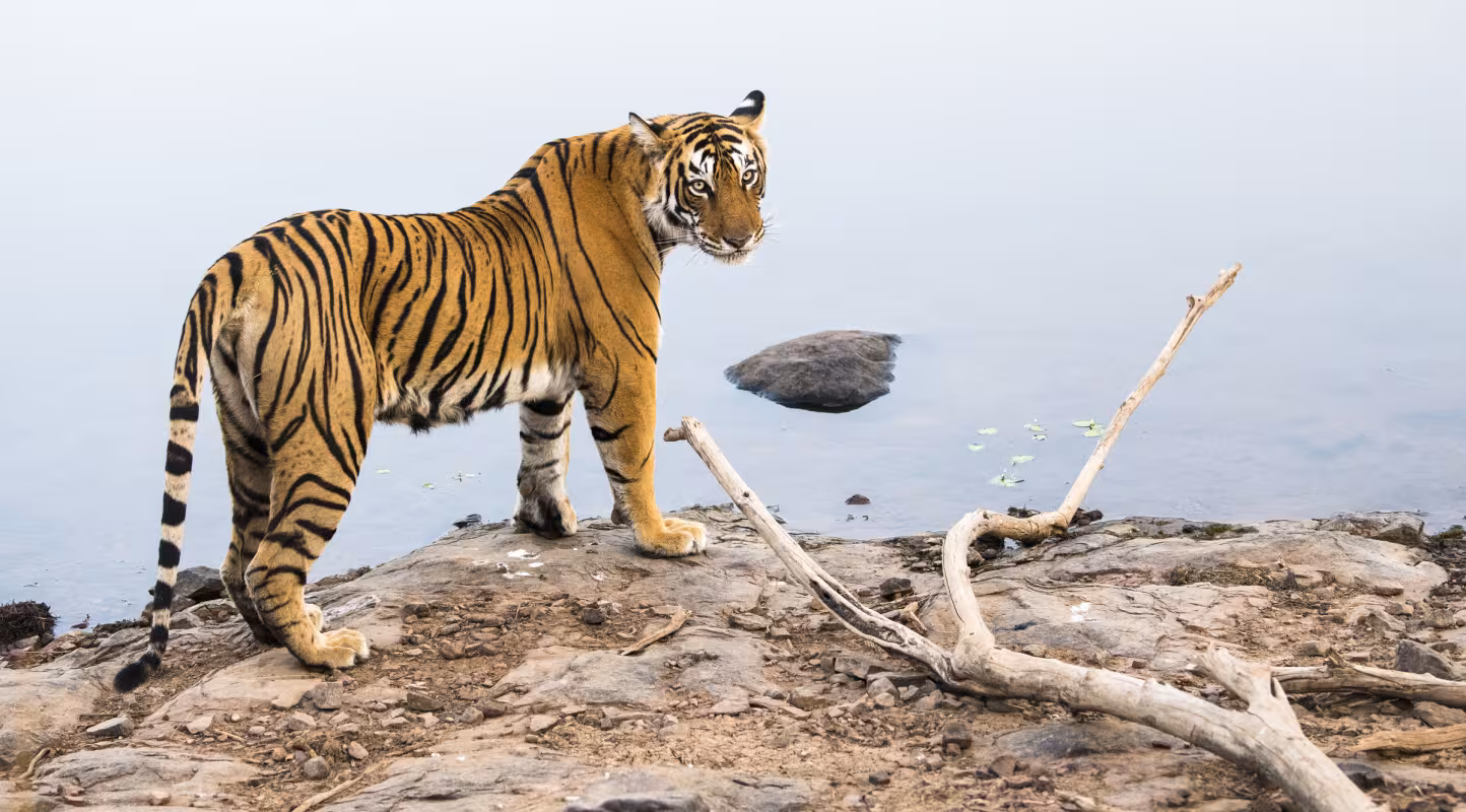 Au Népal le tigre prend de la hauteur 