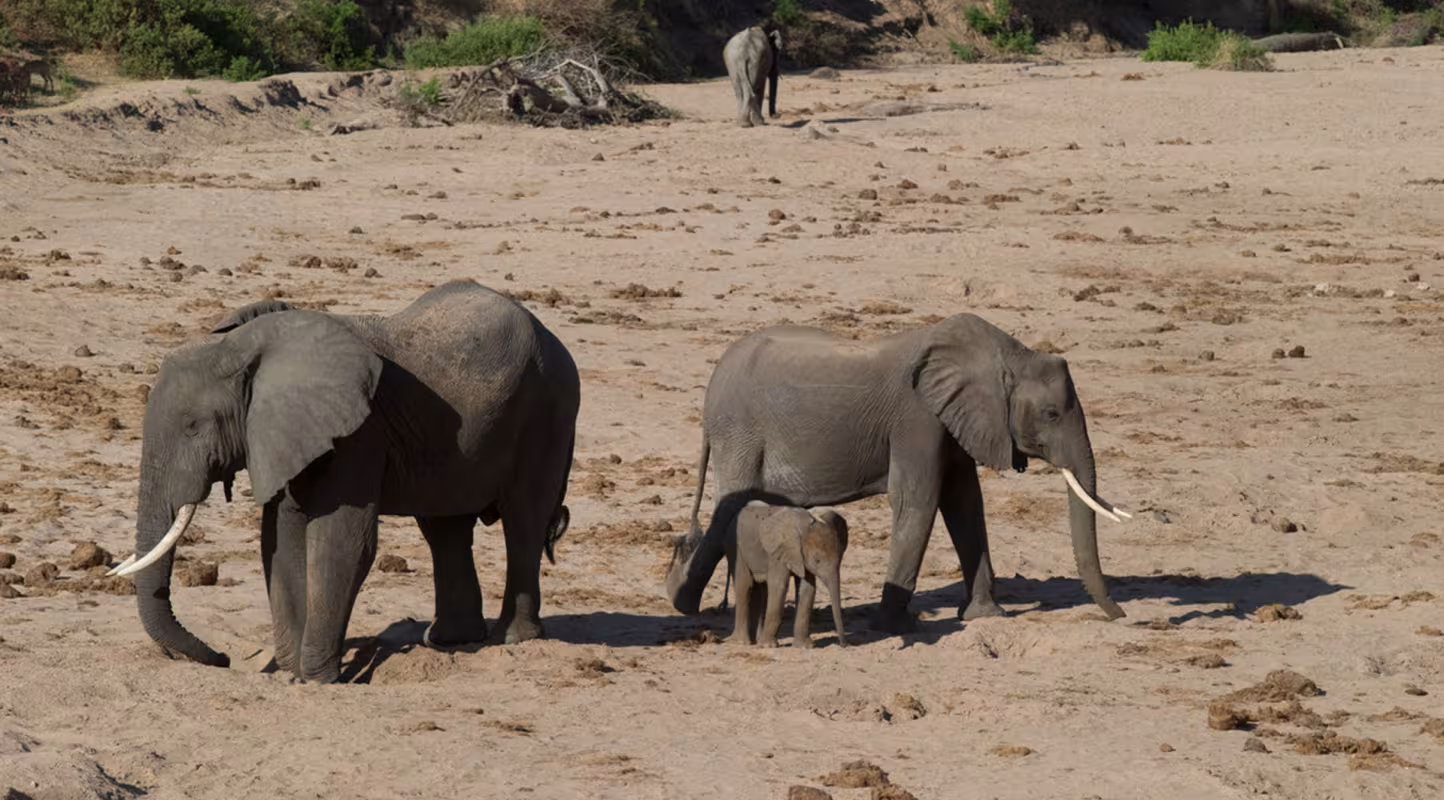 Tanzanie : les éléphants s’offrent un répit