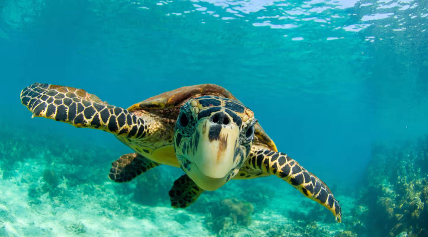 Naissance de 97 tortues au Brésil