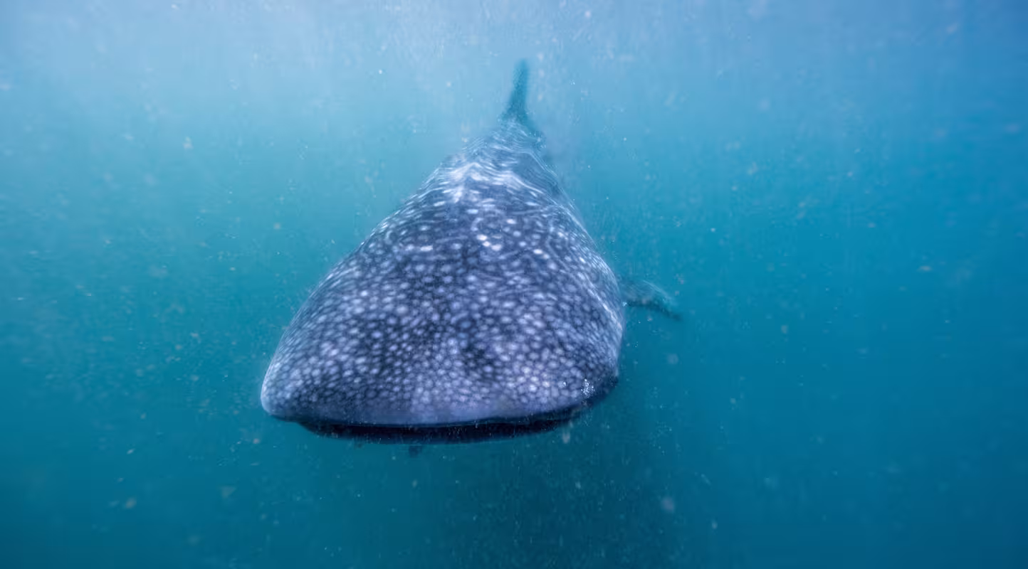 Philippines, le squale s’installe