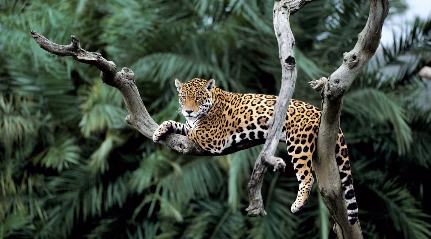 À la rescousse du jaguar et de son royaume