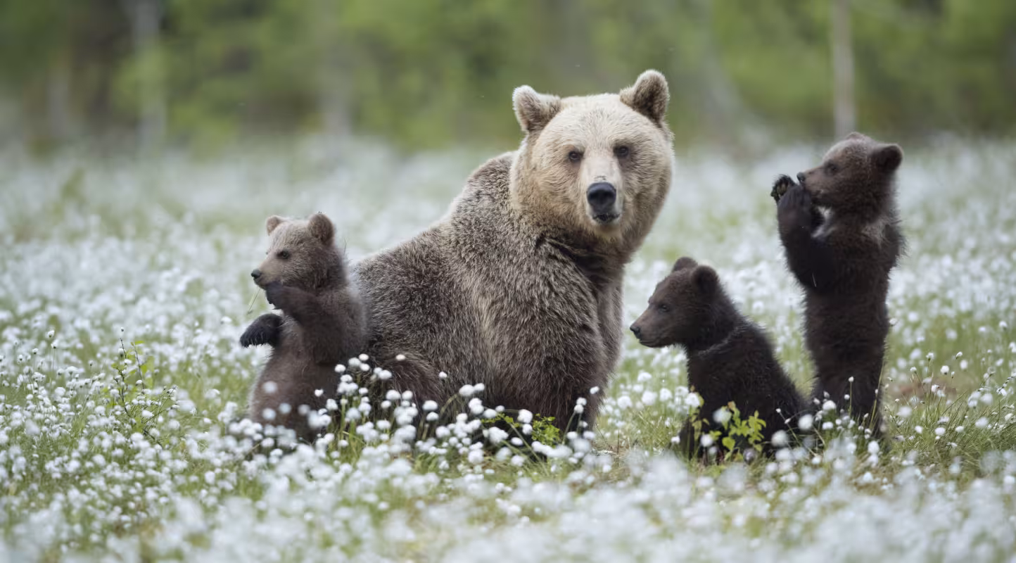 Ours pyrénéens : la famille s'agrandit !