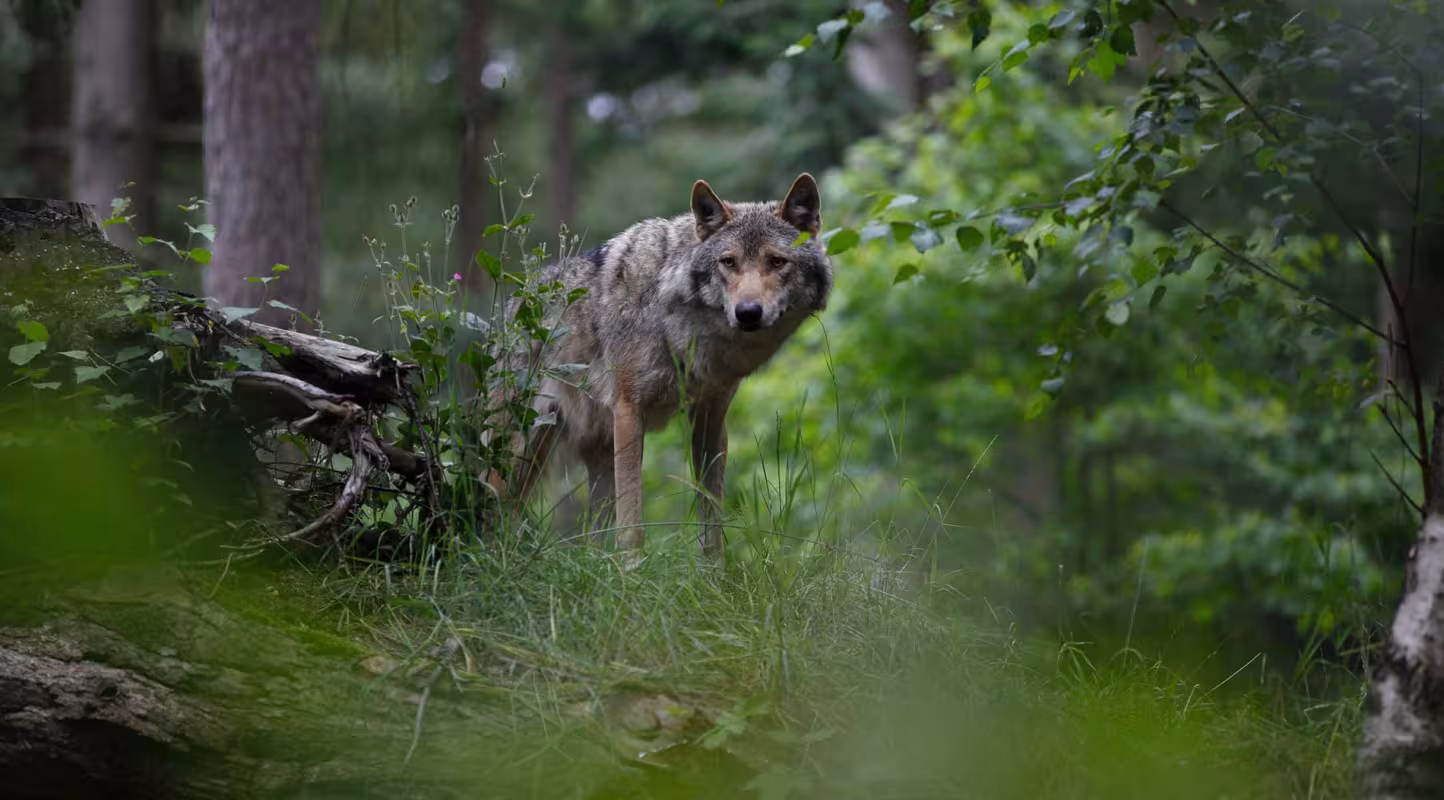 Trêve entre l’Homme et le loup