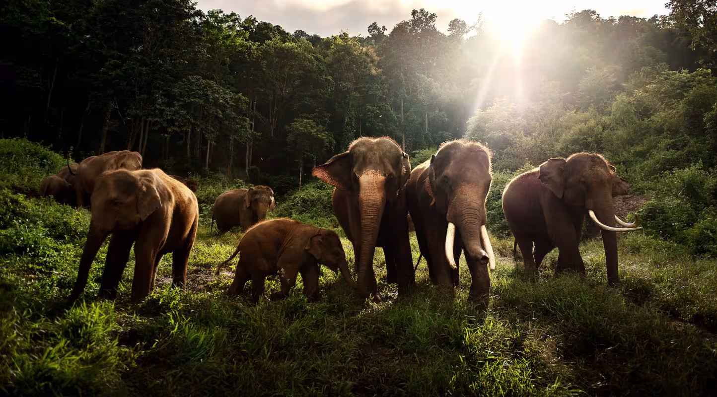 Des clôtures sensorielles pour éloigner les éléphants