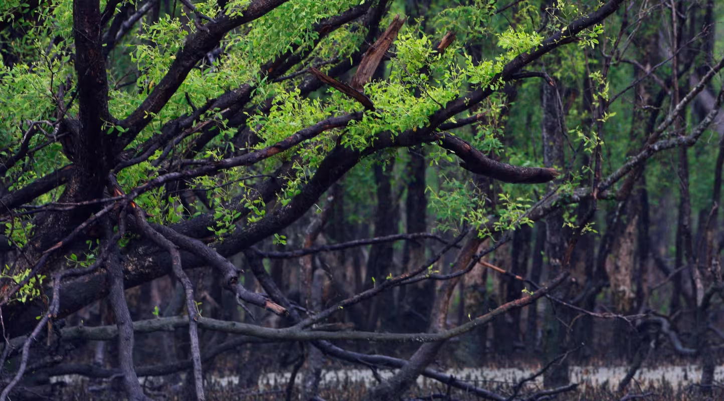 Un nouveau souffle pour les forêts bleues des Sundarbans