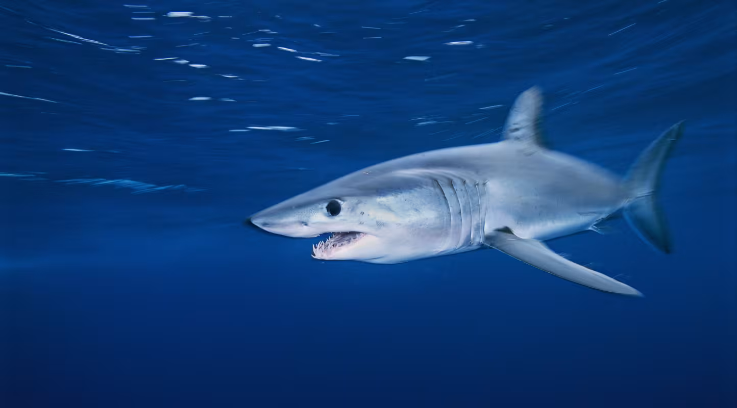Décision salutaire pour le requin mako