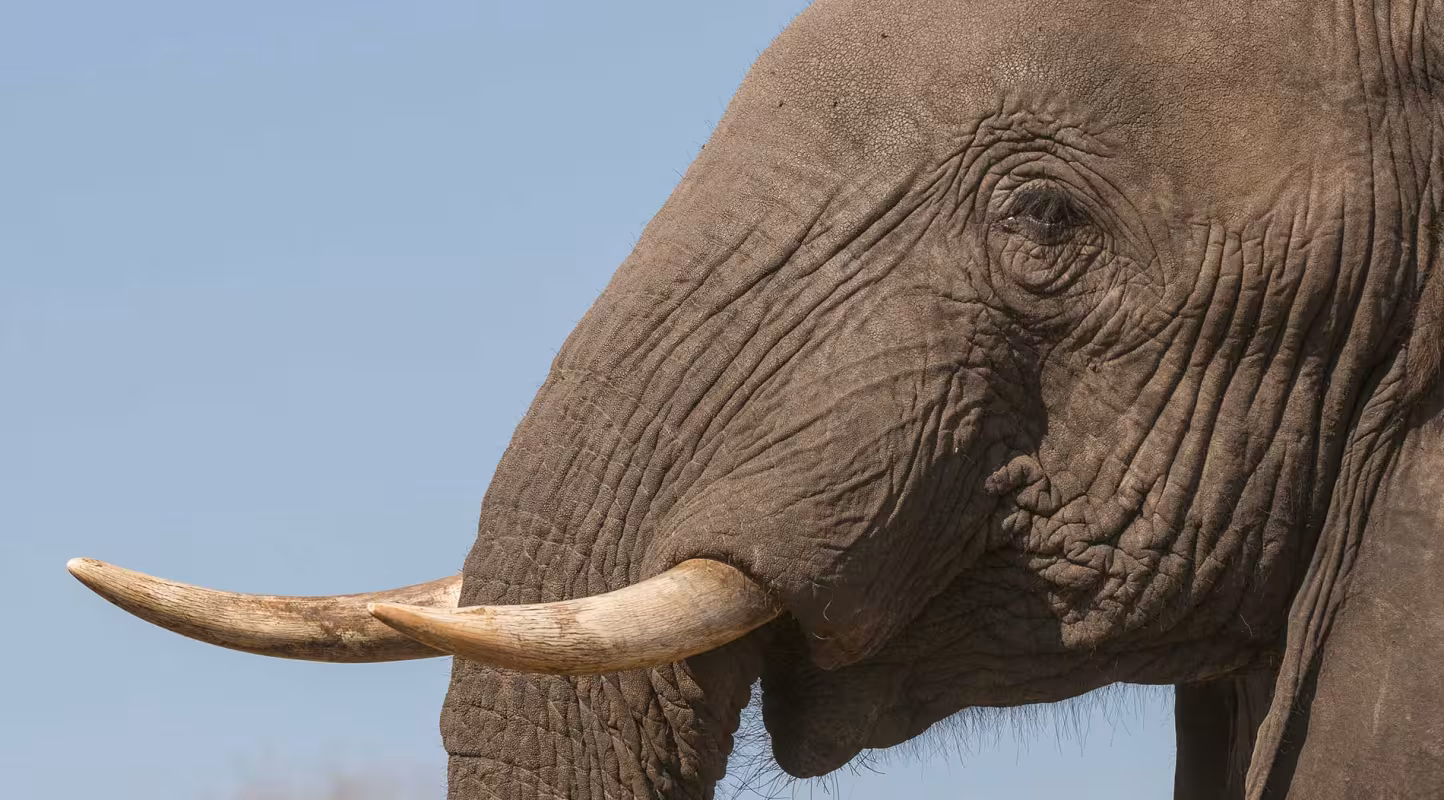 WWF au Z Event 2022 