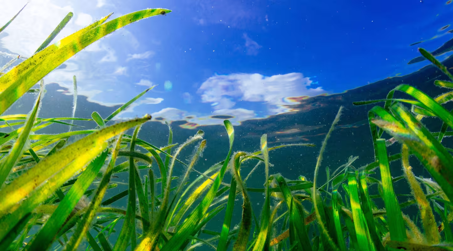 Pour que nos océans refleurissent