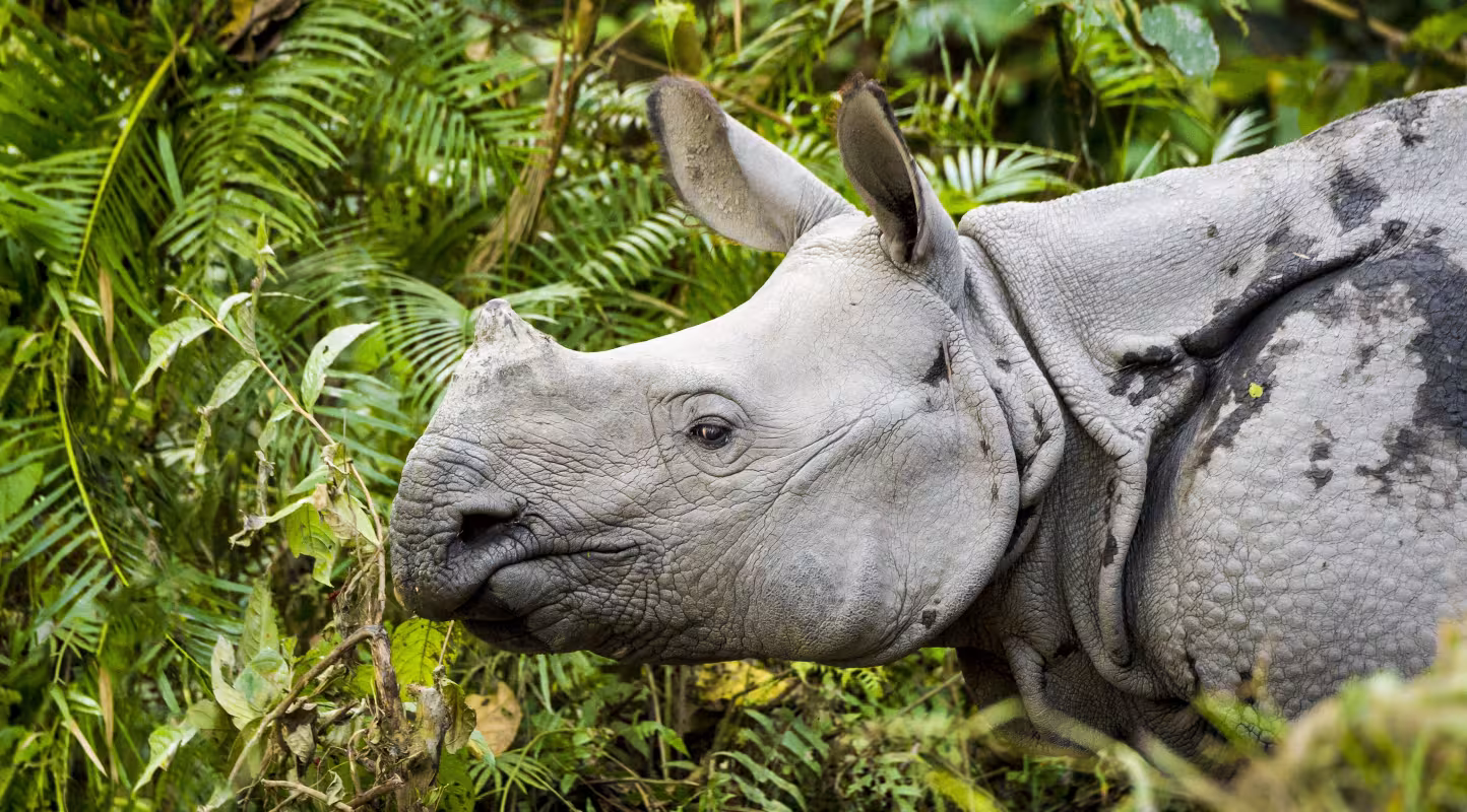 Le rhinocéros indien reprend sa place 