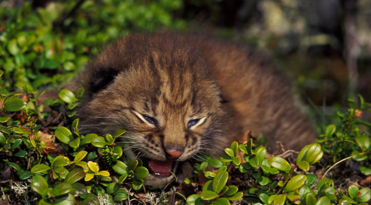 Dans le Jura, le lynx joue les vedettes